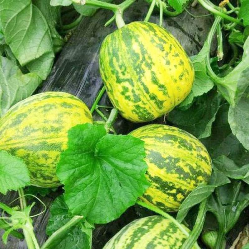 落花甜甜瓜种子农田菜地种植早熟口感香甜高糖甜瓜籽香瓜种
