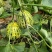 落花甜甜瓜种子农田菜地种植早熟口感香甜高糖甜瓜籽香瓜种