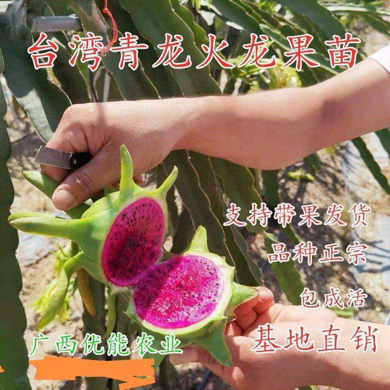 青龙火龙果苗青皮红心火龙果苗台湾青龙适合南北种植盆栽地栽