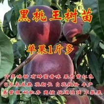 桃树南方北方种植黑桃王黑桃皇后晚熟桃树苗嫁接苗大树包邮价