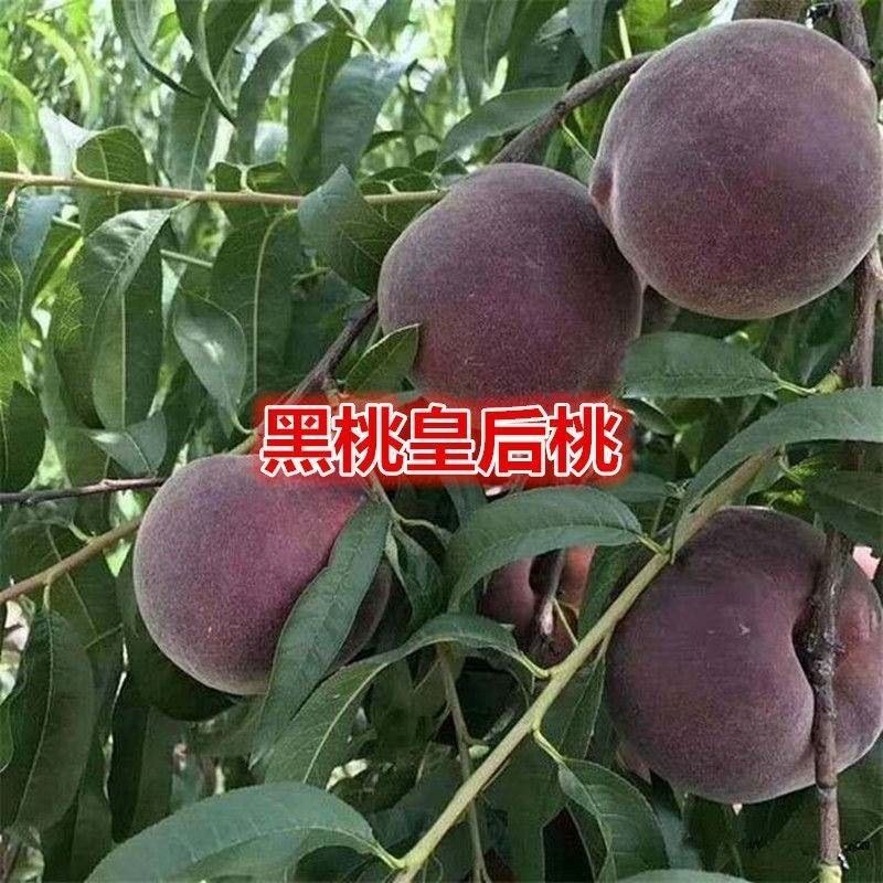 桃树南方北方种植黑桃王黑桃皇后晚熟桃树苗嫁接苗大树包邮价