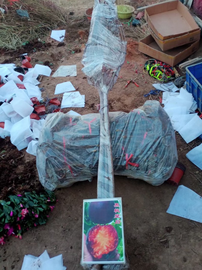 桃树南方北方种植黑桃王黑桃皇后晚熟桃树苗嫁接苗大树包邮价