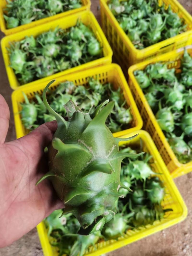 青龙火龙果苗青皮红心火龙果苗台湾青龙适合南北种植盆栽地栽