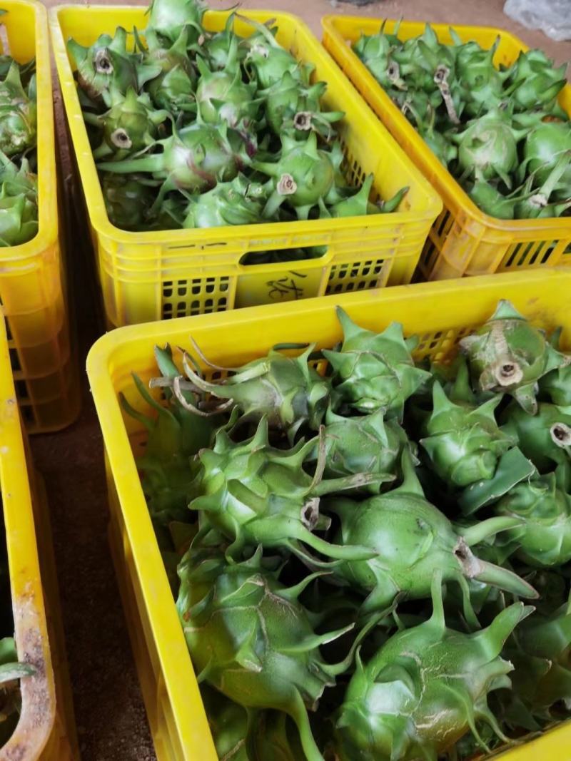 青龙火龙果苗青皮红心火龙果苗台湾青龙适合南北种植盆栽地栽