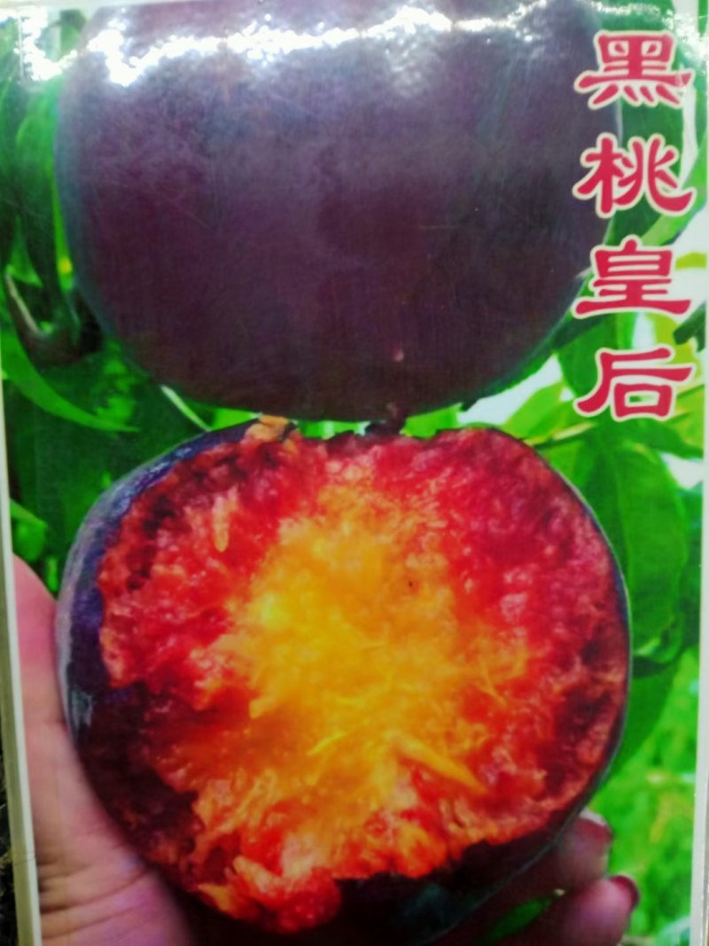 桃树南方北方种植黑桃王黑桃皇后晚熟桃树苗嫁接苗大树包邮价