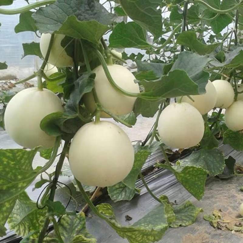 甜宝宝杂交一代甜瓜种子高产高甜香瓜种籽不裂果香瓜大田用