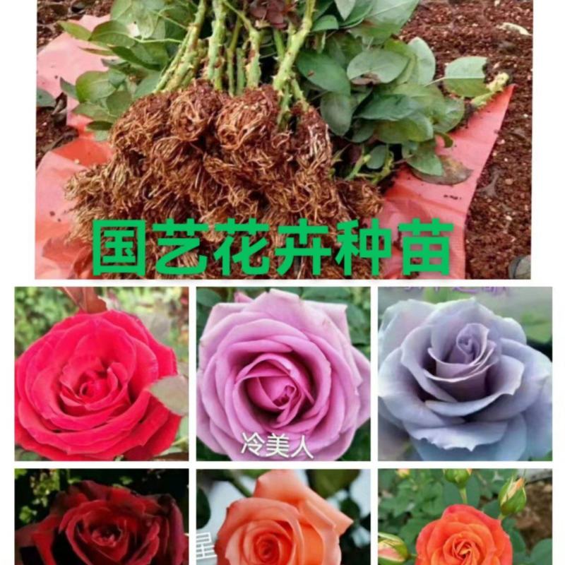 月季苗玫瑰苗丰花月季苗食用玫瑰种苗适应于阳台养植