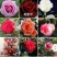 【月季苗】玫瑰花苗花朵大颜色纯正成活率高规格齐全