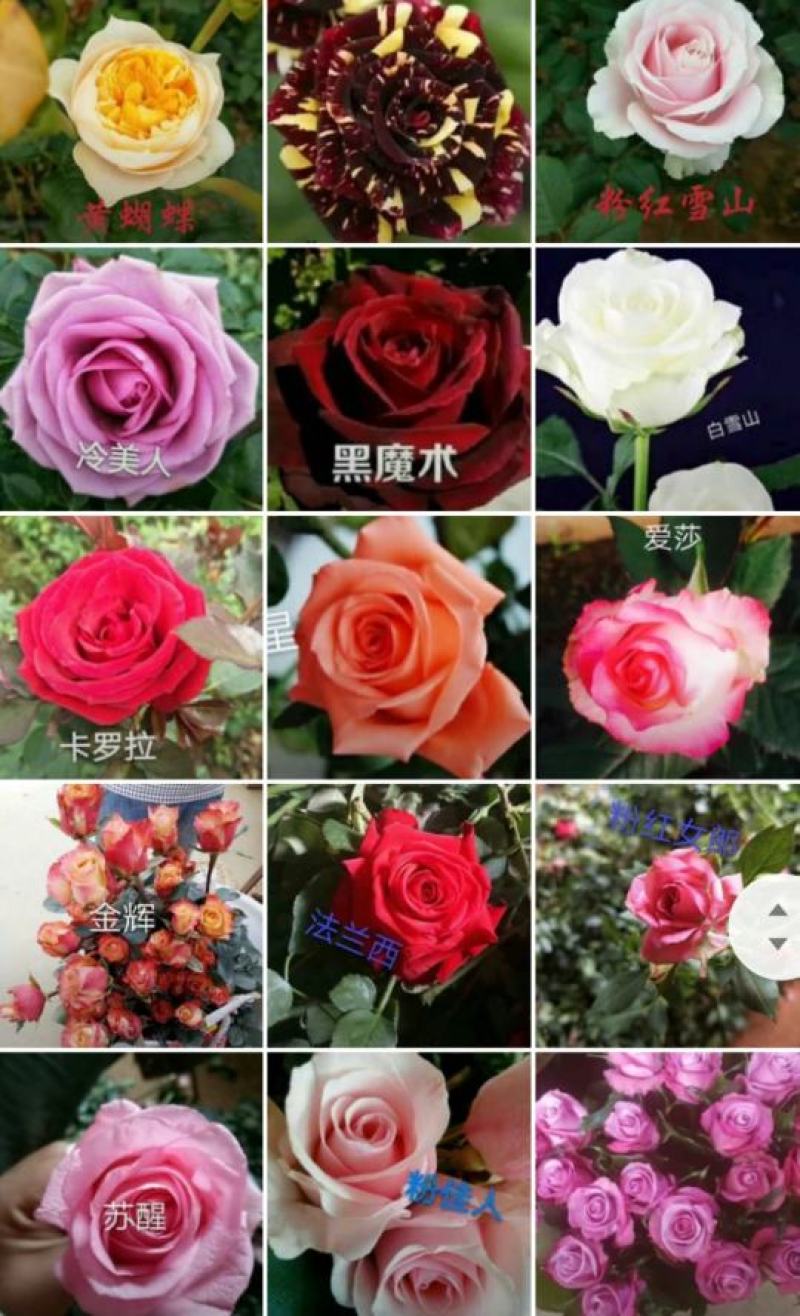 【月季苗】玫瑰花苗花朵大颜色纯正成活率高规格齐全