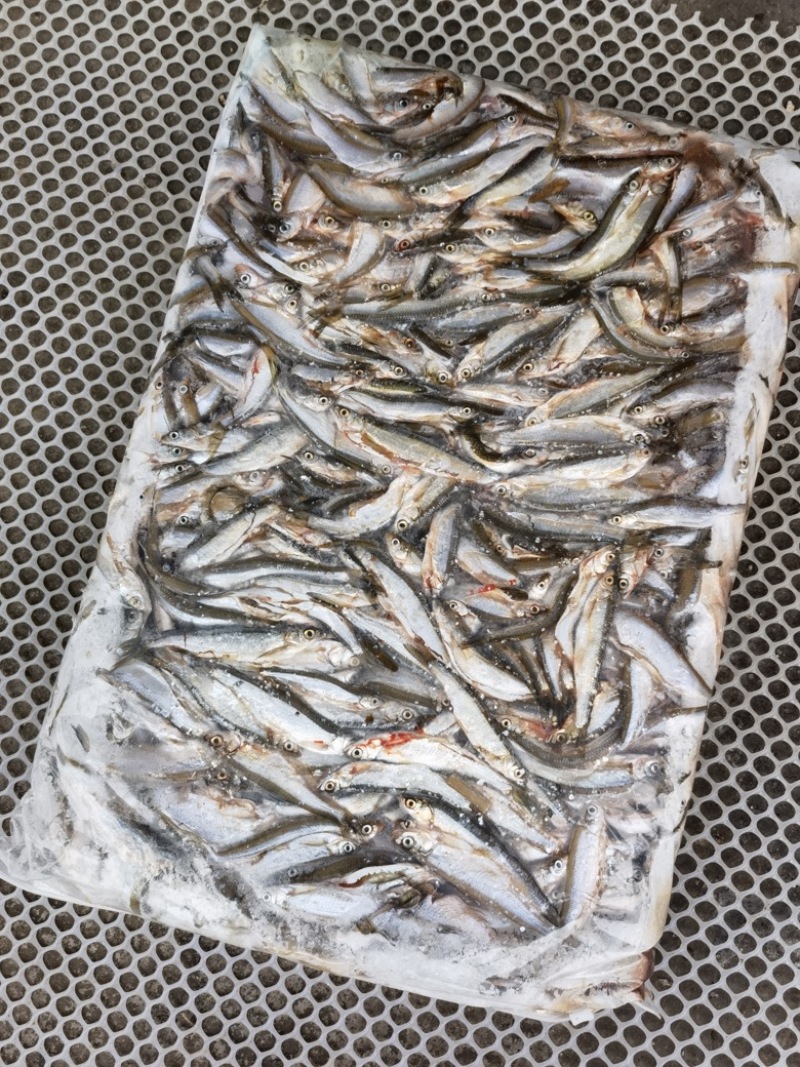 去内脏白条鱼大小都有质量稳定白条鱼翘嘴鱼不包邮需要算运费