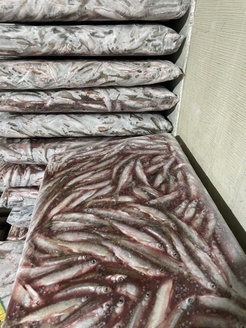 去内脏白条鱼大小都有质量稳定白条鱼翘嘴鱼不包邮需要算运费