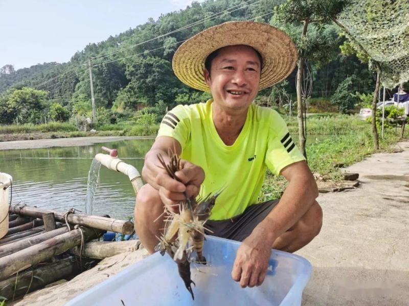 罗氏沼虾苗泰国大虾全淡水可以养厂家直销