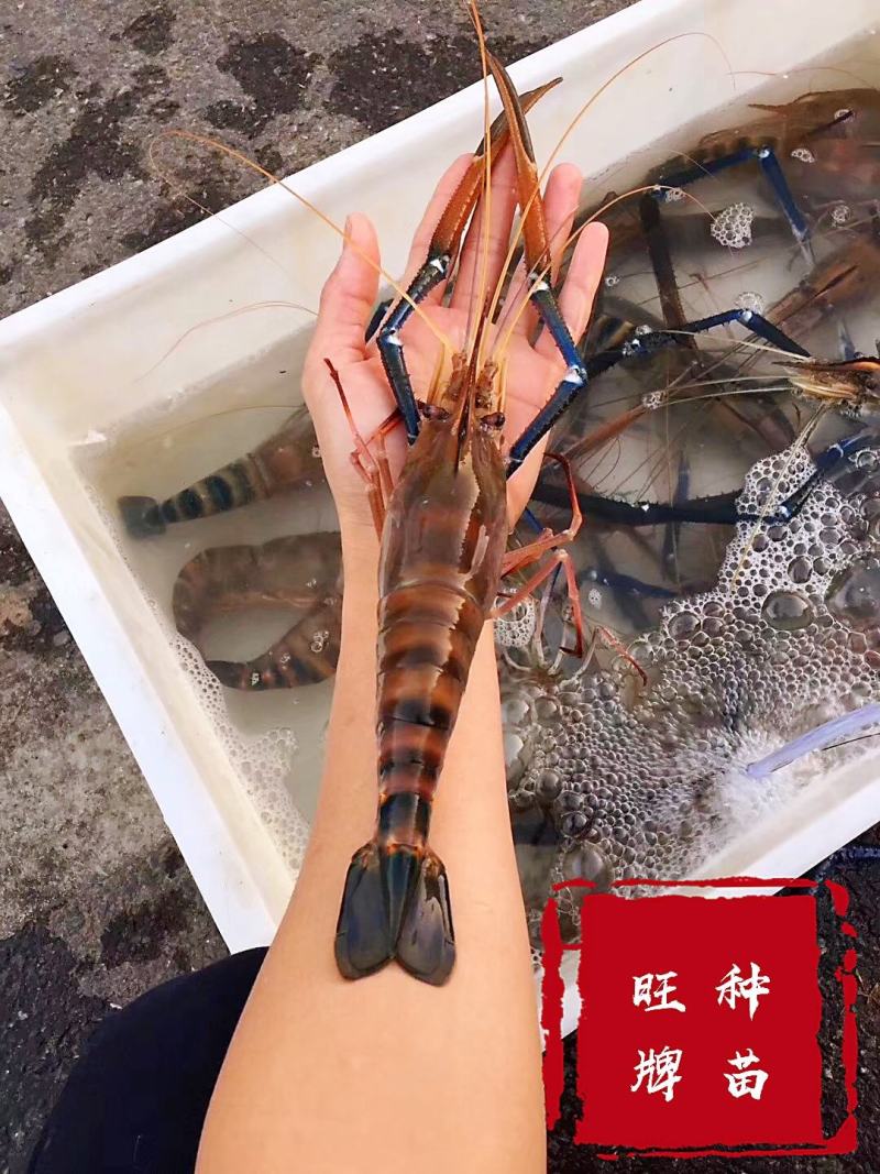 罗氏沼虾苗泰国大虾全淡水可以养厂家直销