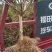 金银花盆景老桩，盆栽地栽都可以，自然形状纹路好一桩一型