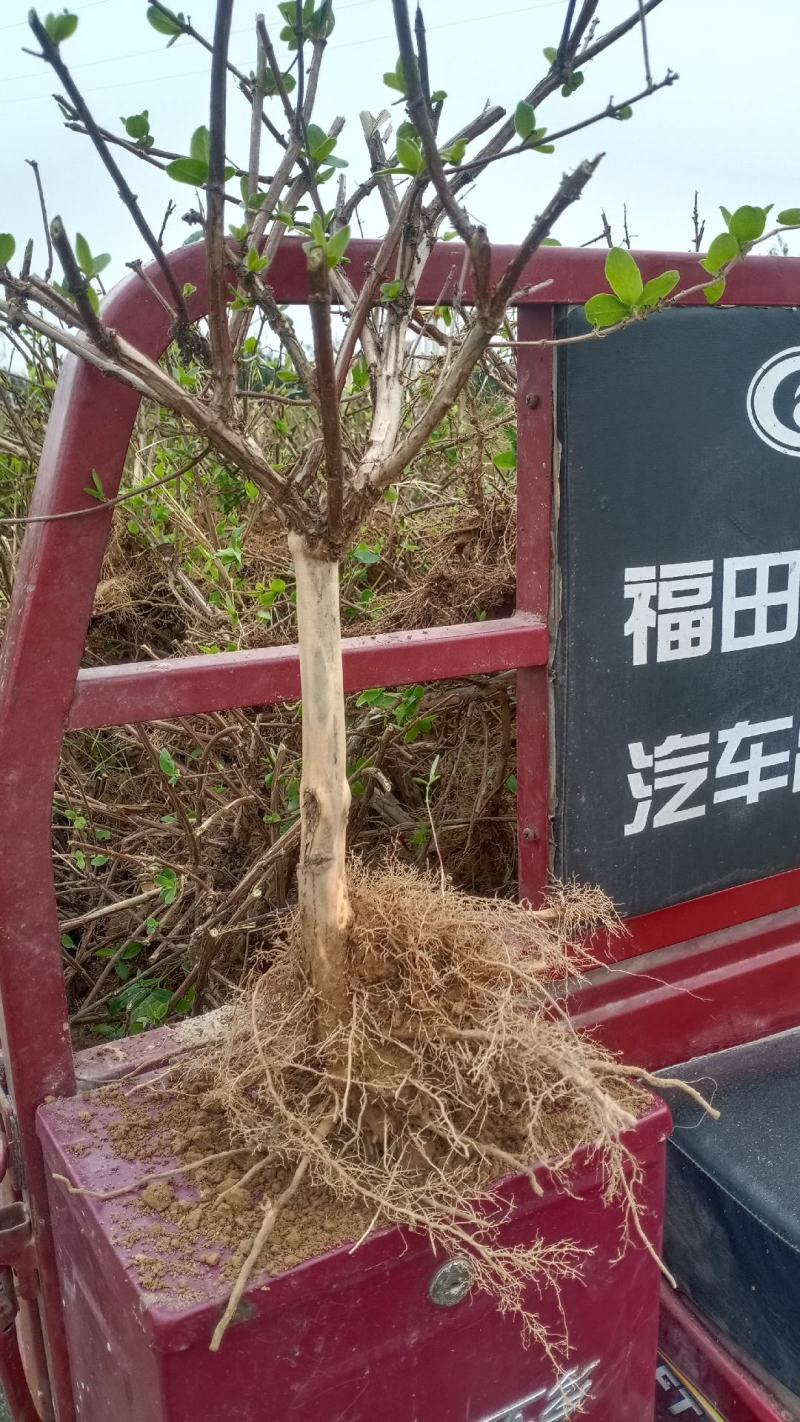 金银花盆景老桩，盆栽地栽都可以，自然形状纹路好一桩一型