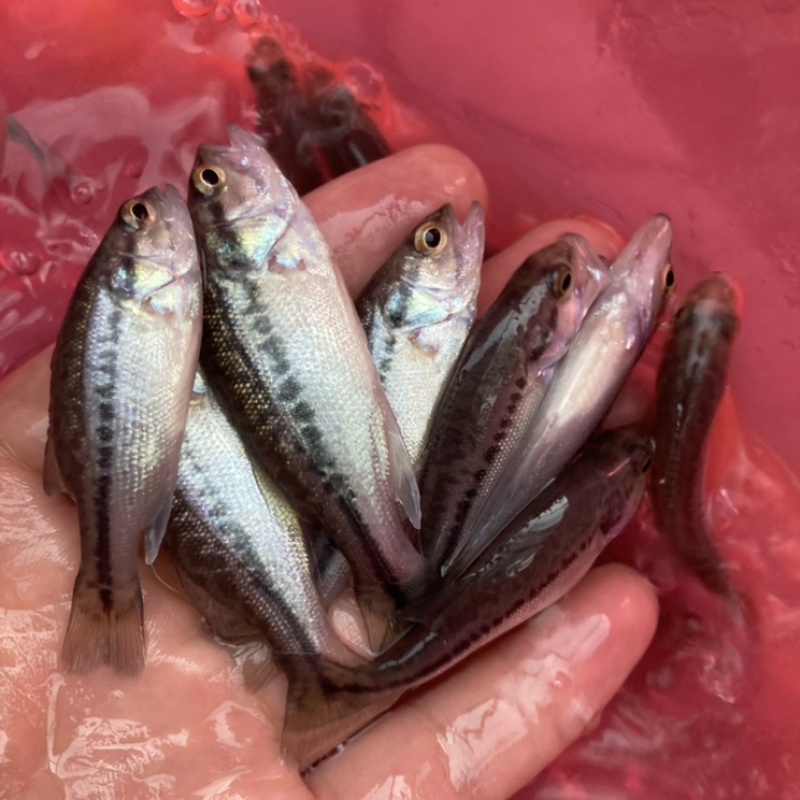 热销加州鲈鱼苗外塘培育成活率高养殖效益高优质
