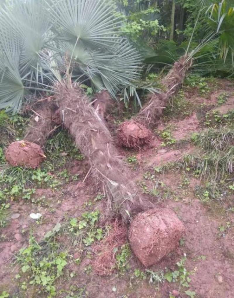 棕榈树，带土球优质移栽苗发货，成活率高欢迎现场考察。