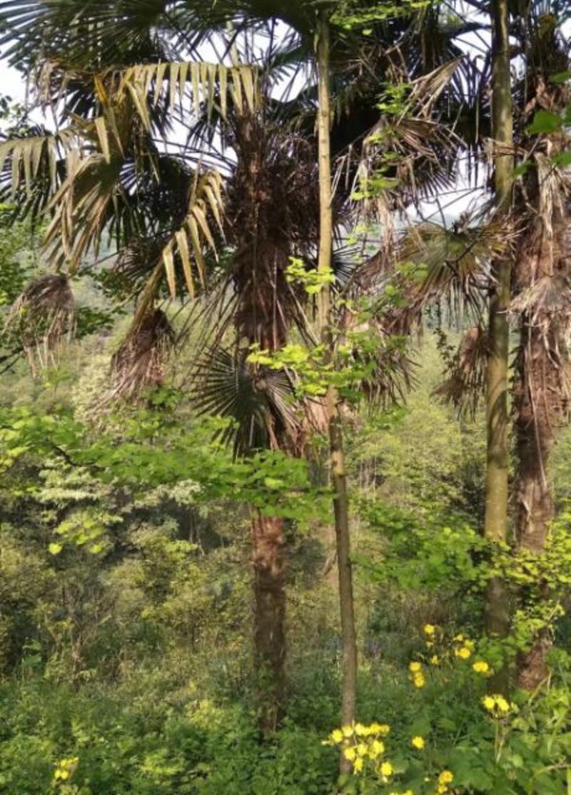 棕榈树，带土球优质移栽苗发货，成活率高欢迎现场考察。