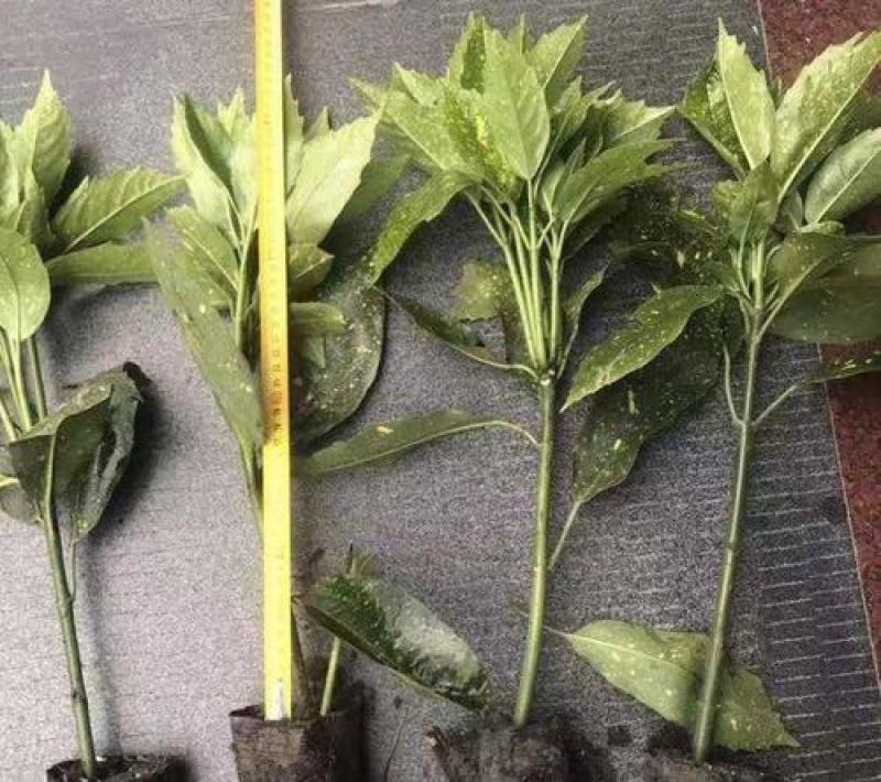 洒金珊瑚苗庭院别墅花园绿化彩叶树苗耐寒喜阴四季常青观叶植