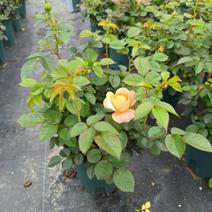 欧月玫瑰花盆栽产地生产精美易养护开花鲜艳夺目本土养护生产