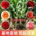 玫瑰老桩月季老桩大花四季开花盆栽室内外庭院种植成活率高