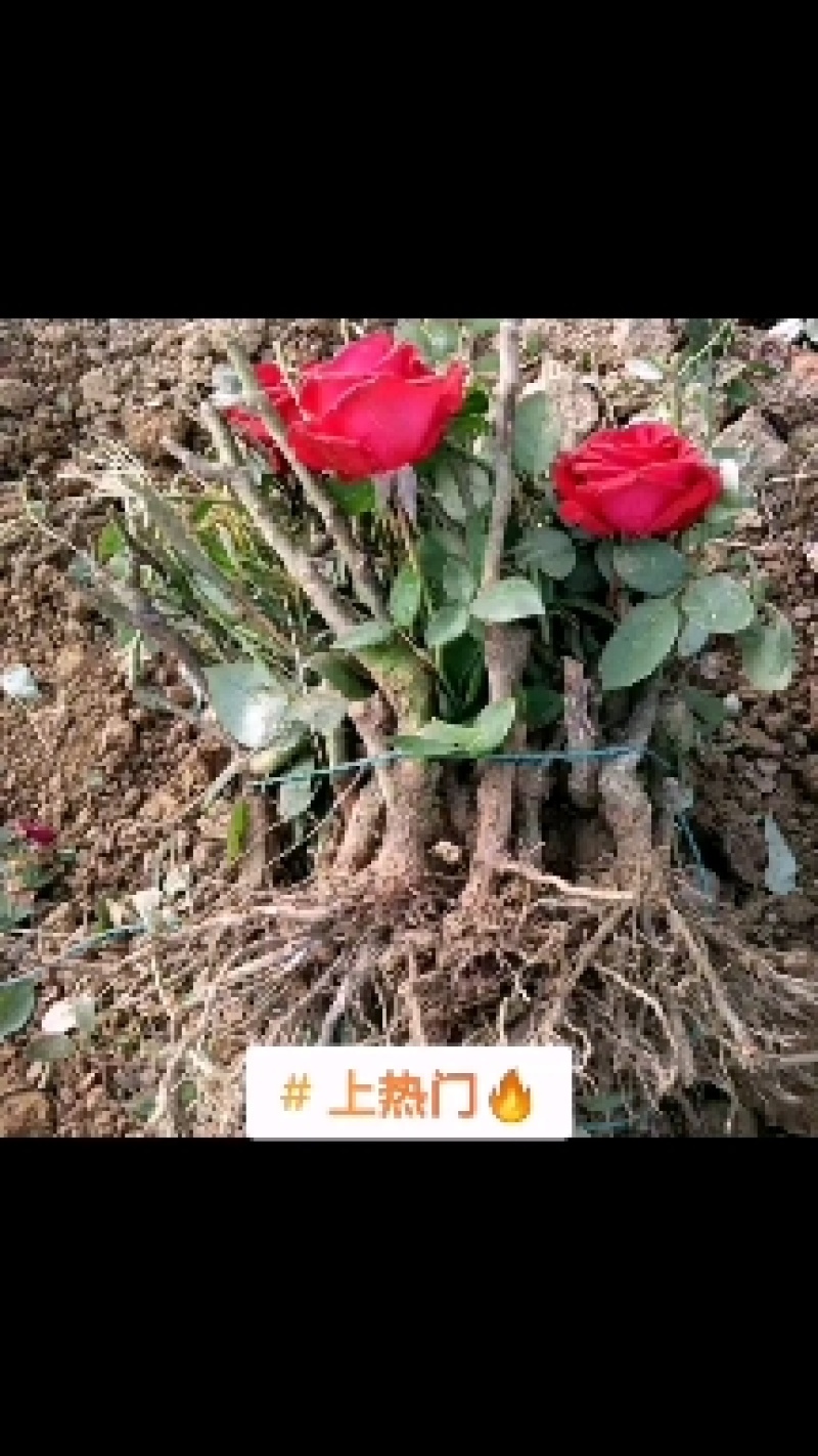玫瑰老桩月季老桩大花四季开花盆栽室内外庭院种植成活率高