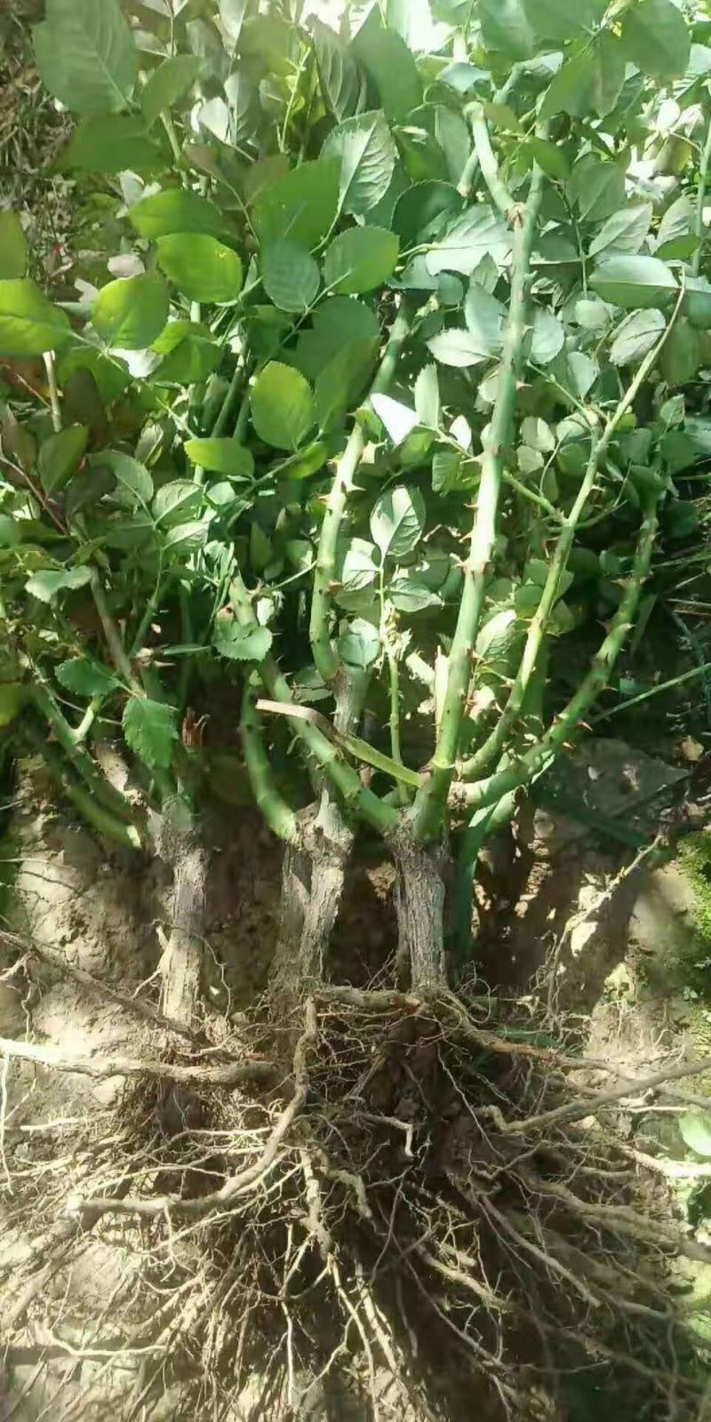 玫瑰老桩月季老桩大花四季开花盆栽室内外庭院种植成活率高
