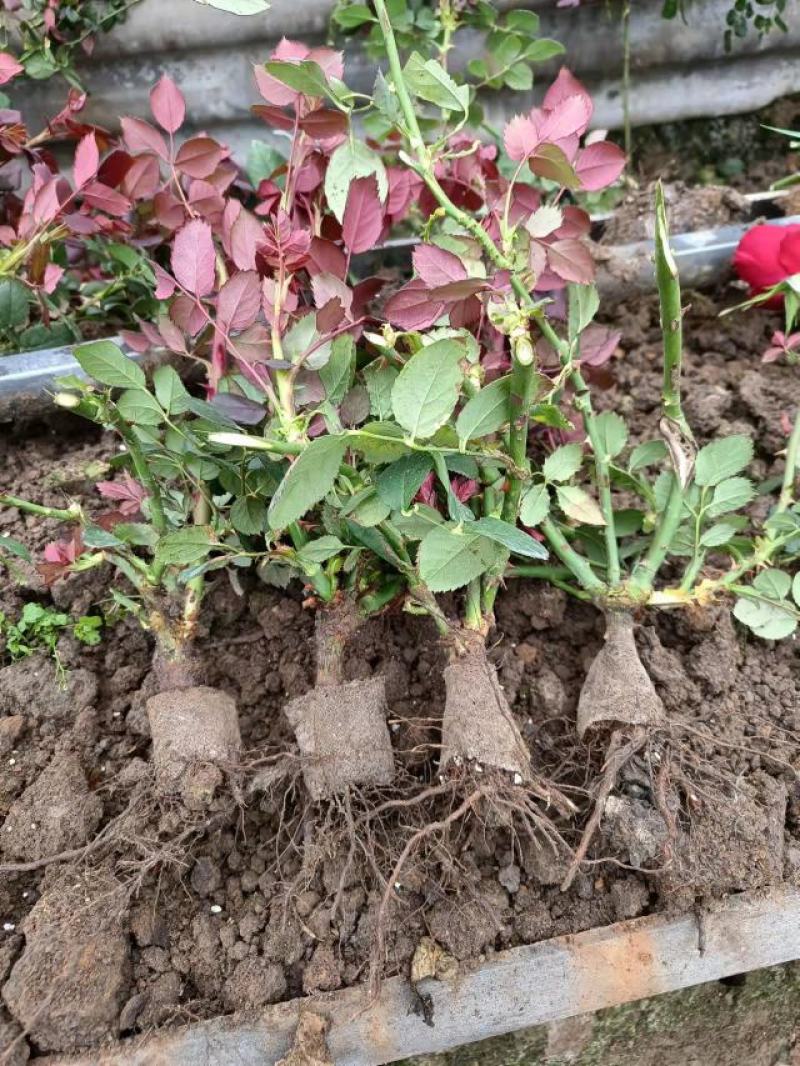 玫瑰老桩月季老桩大花四季开花盆栽室内外庭院种植成活率高