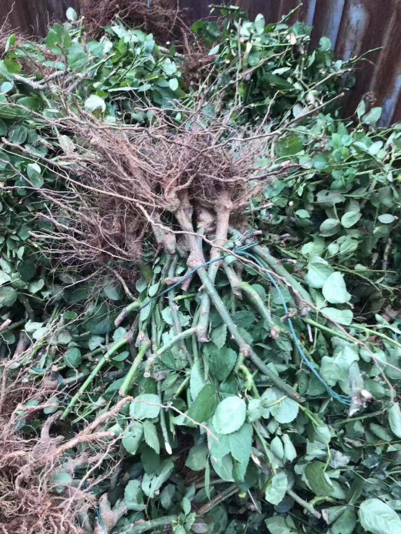 玫瑰老桩月季老桩大花四季开花盆栽室内外庭院种植成活率高