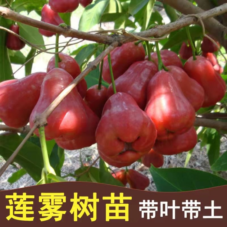 花付き！特大　レンブ取木苗木 台湾黑金剛 蓮霧 超希少 特大 レンブ取木苗木 台湾黑金剛蓮霧 - メルカリ