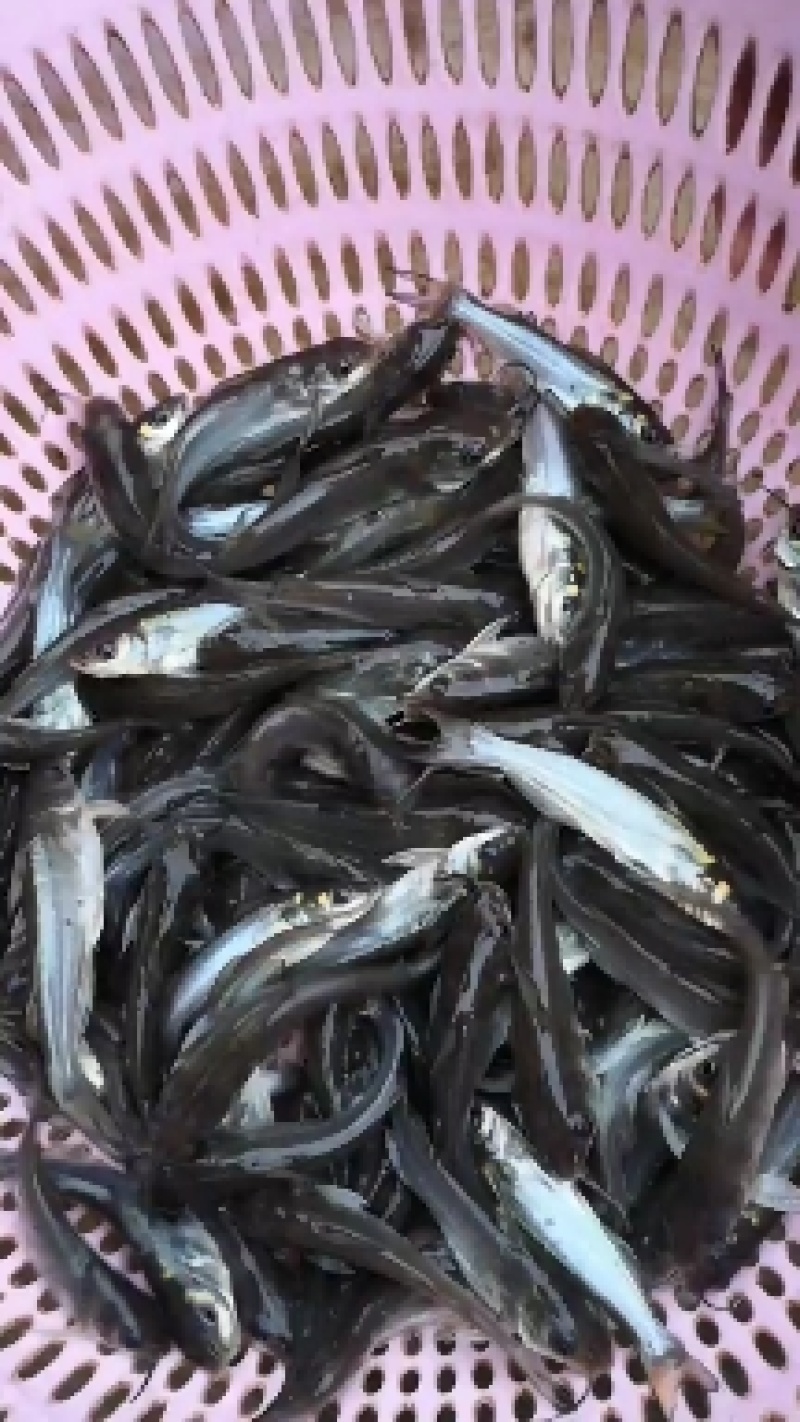 叉尾鮰鱼苗，（养殖场直发）全程售后服务跟踪技术指导
