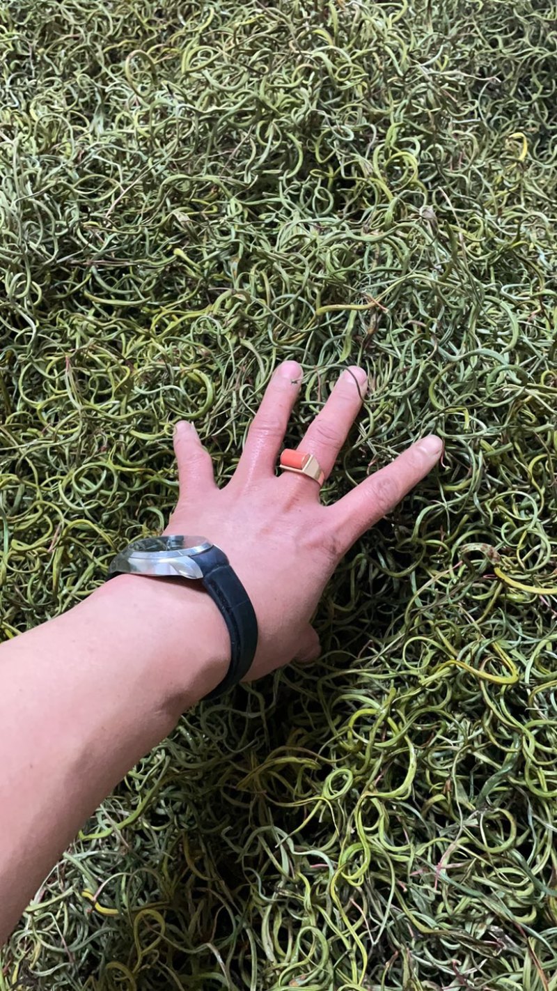 中药材化石草又名（肾精茶）大量有货产地货源，欢迎咨询