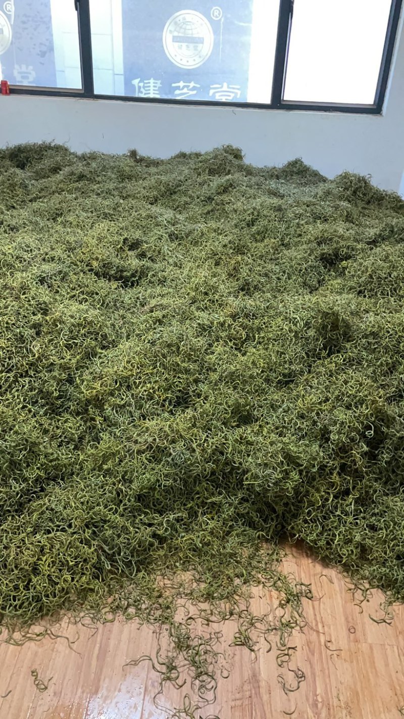 中药材化石草又名（肾精茶）大量有货产地货源，欢迎咨询