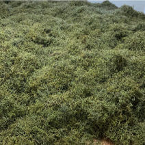 中药材化石草又名（肾精茶）大量有货产地货源，欢迎咨询