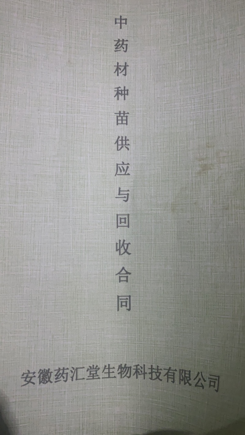 旋复花，金佛草，六月菊时间短收益高基地现挖现发，包成活，