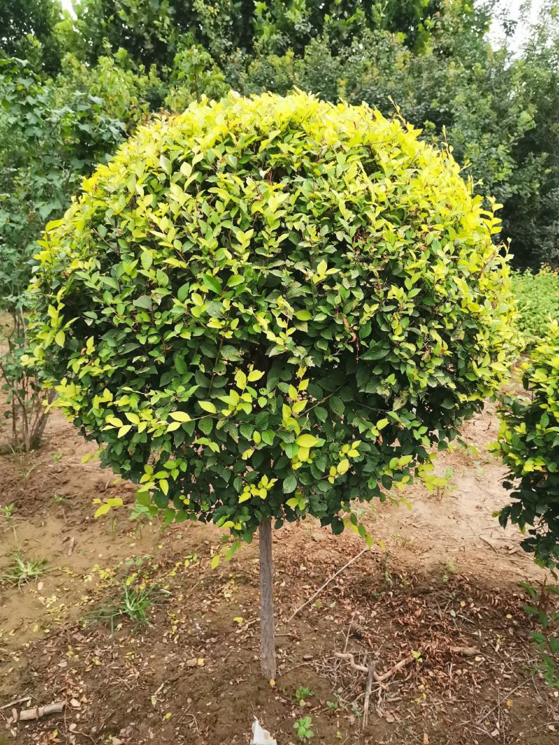 河北金叶榆球，河北金叶榆球基地