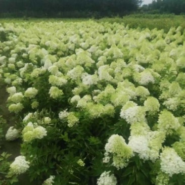 河北木绣球，河北木绣球基地50--80公分