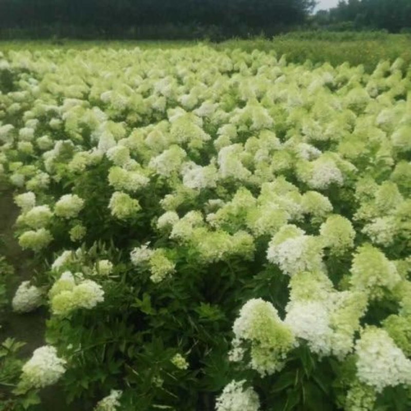 河北木绣球，河北木绣球基地50--80公分