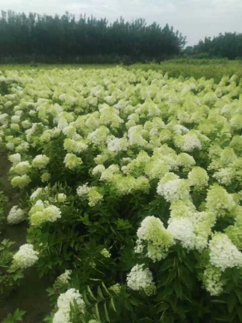 河北木绣球，河北木绣球基地50--80公分