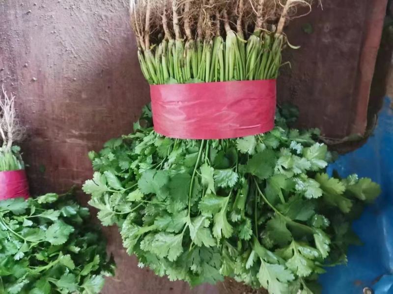 精品大叶香菜芫荽打捆香菜常年供应诚信无忧专业代办