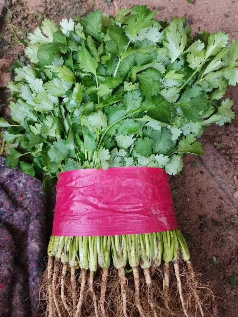 精品大叶香菜芫荽打捆香菜常年供应诚信无忧专业代办