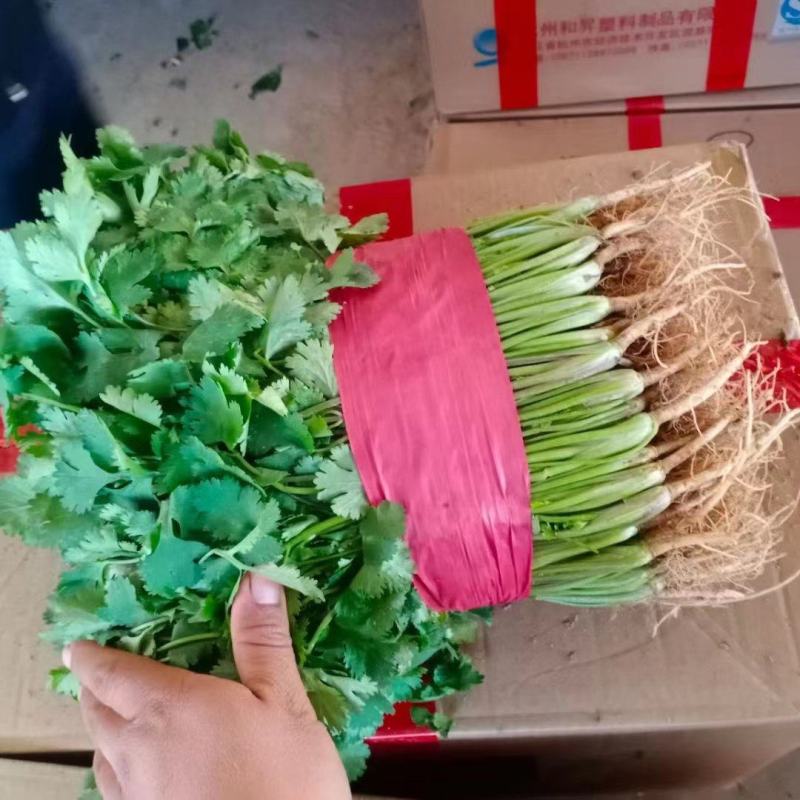 精品大叶香菜芫荽打捆香菜常年供应诚信无忧专业代办