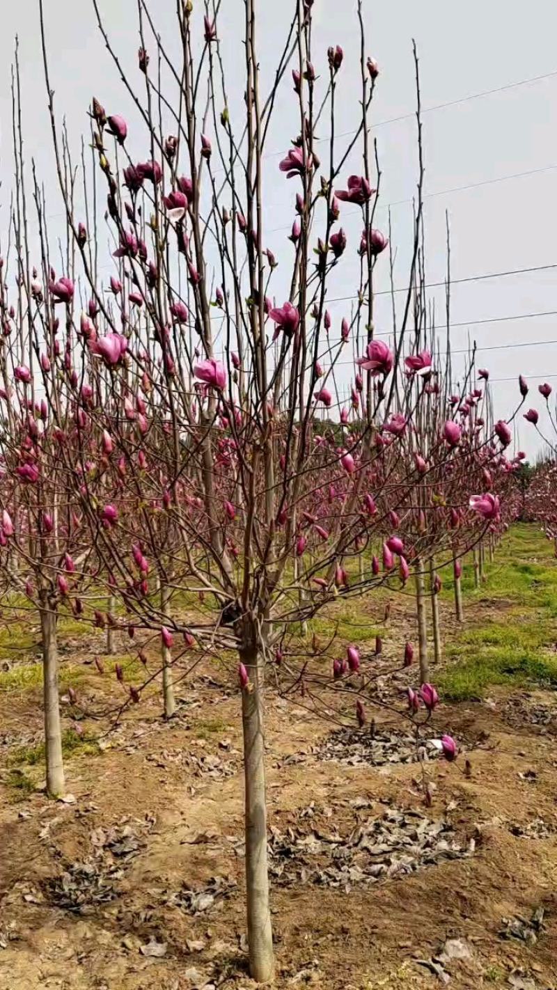 精品紫玉兰基地直销大小规格玉兰量大价格优惠，有需要的联系
