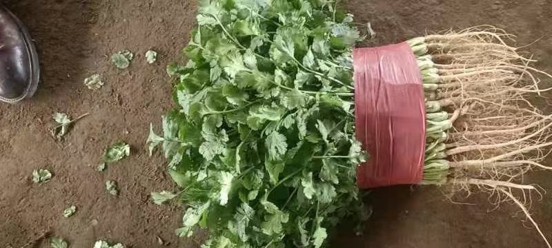 山东聊城铁杆青精品香菜，做工精细。产地直发。价格便宜。