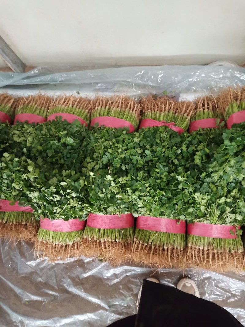山东聊城铁杆青精品香菜，做工精细。产地直发。价格便宜。