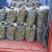 密刺黄瓜，顶花带刺，质量强，口感脆，价格优欢迎下单