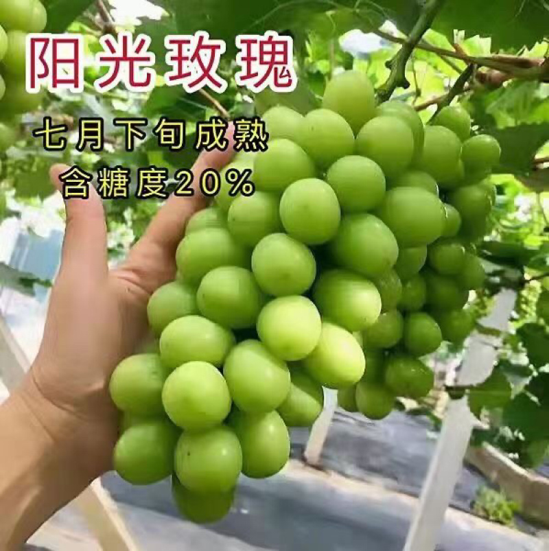 阳光玫瑰葡萄苗晴王葡萄苗玫瑰香味葡萄苗