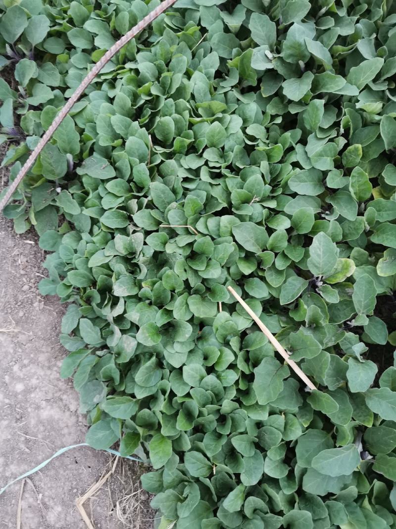 中国最高产圆茄，抗病强，口感好，产量高，早熟，
