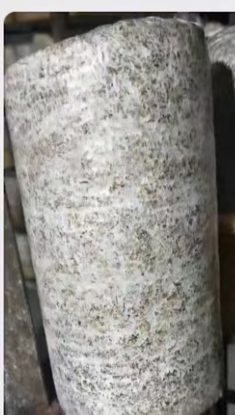 平菇栽培种