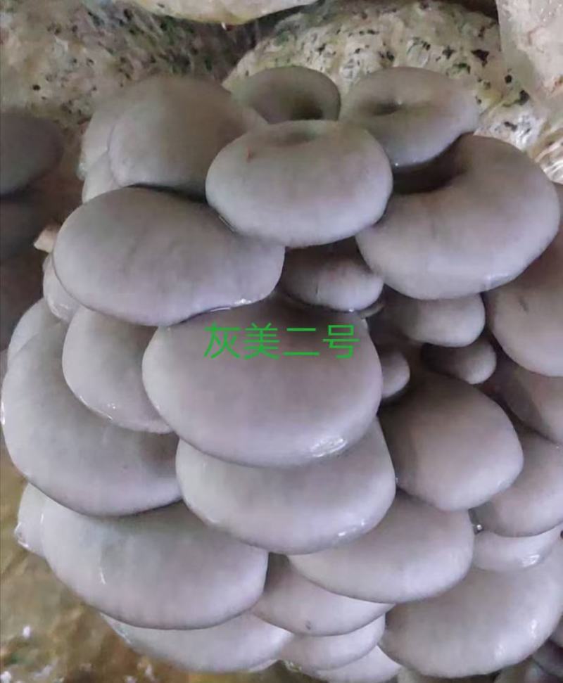 平菇栽培种